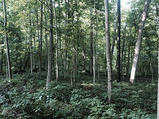 Property photo 2 - LAND AUCTION, 55+/- Acres offered in 2 tracts